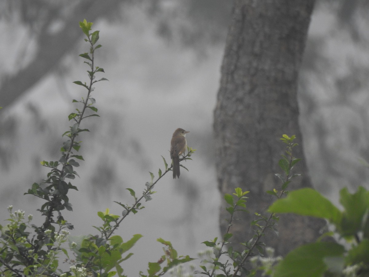 Thick-billed Warbler - ML612511425