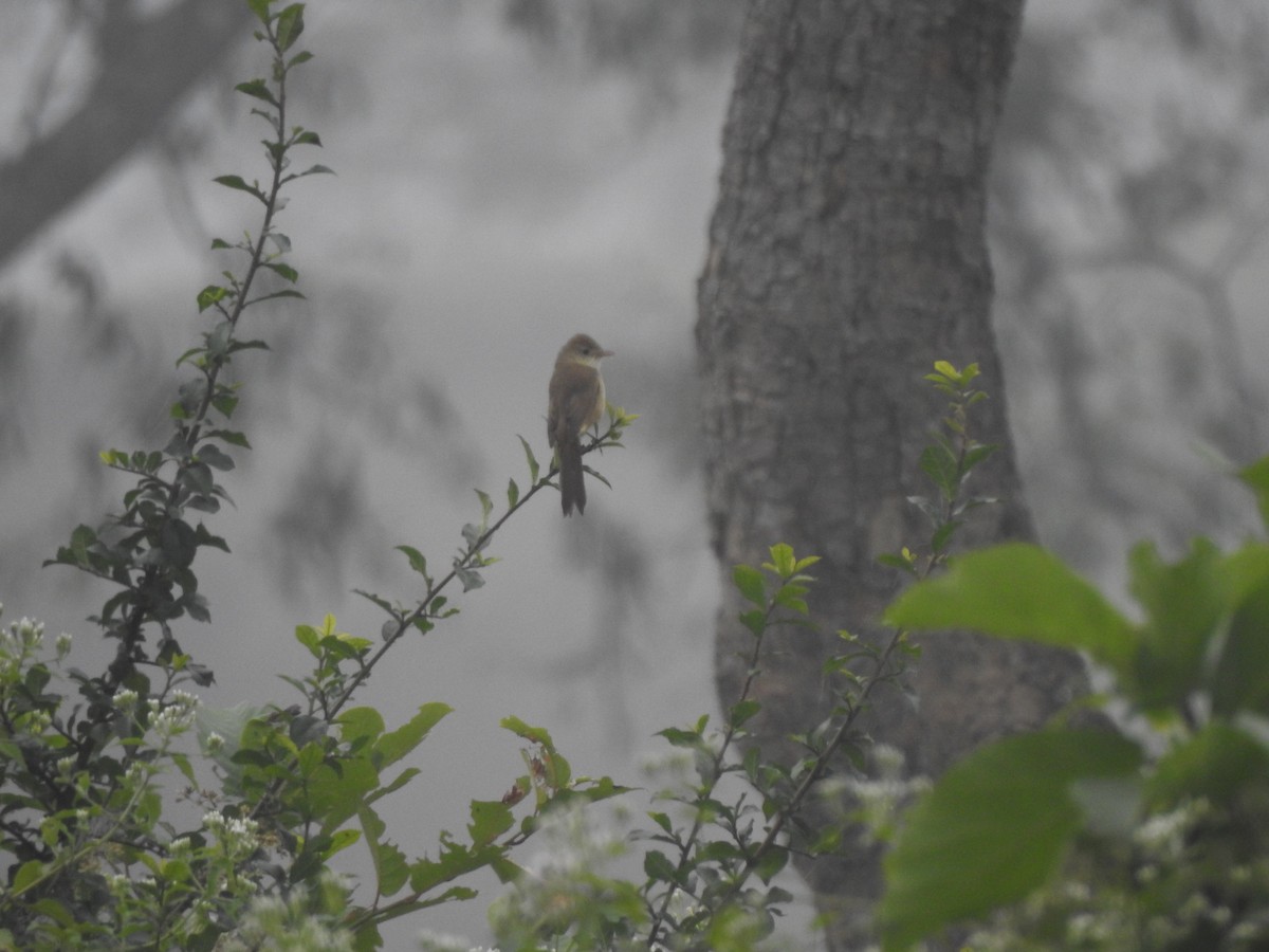 Thick-billed Warbler - ML612511426