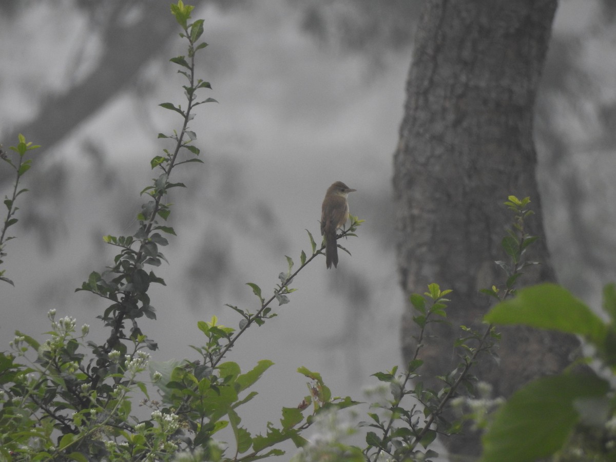 Thick-billed Warbler - Francis D'Souza