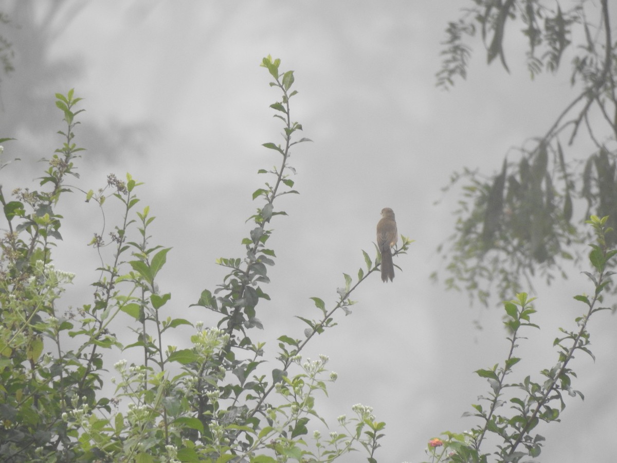 Thick-billed Warbler - ML612511428