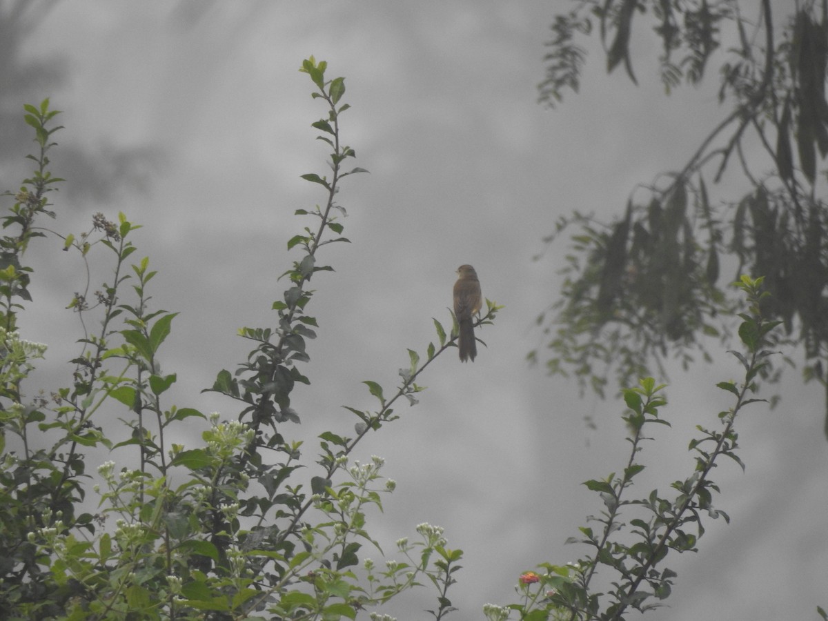 Thick-billed Warbler - ML612511429