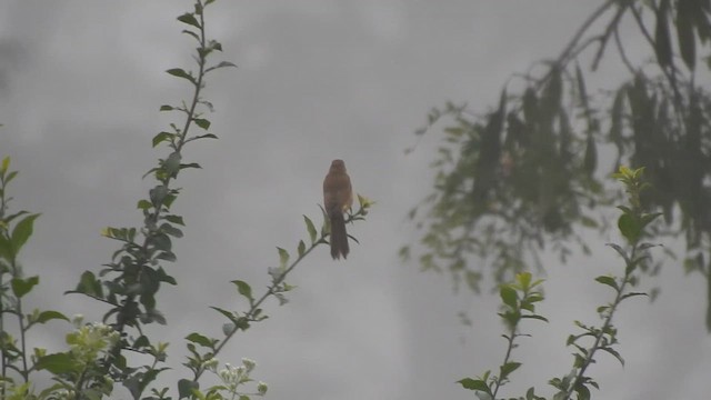 Thick-billed Warbler - ML612511430