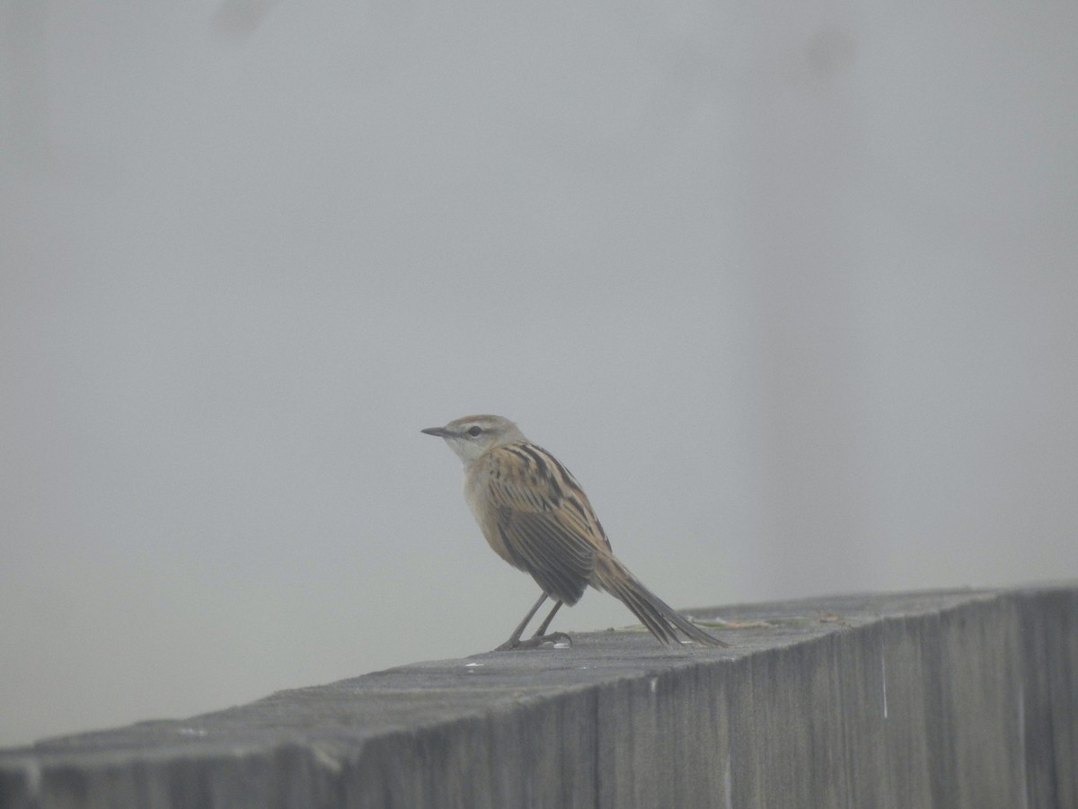 Striated Grassbird - Francis D'Souza