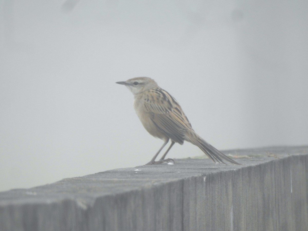 Striated Grassbird - Francis D'Souza