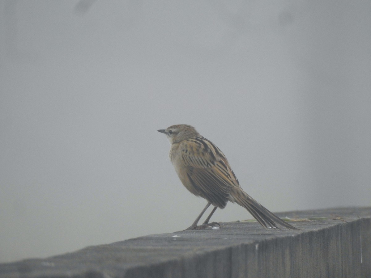 Striated Grassbird - ML612511438