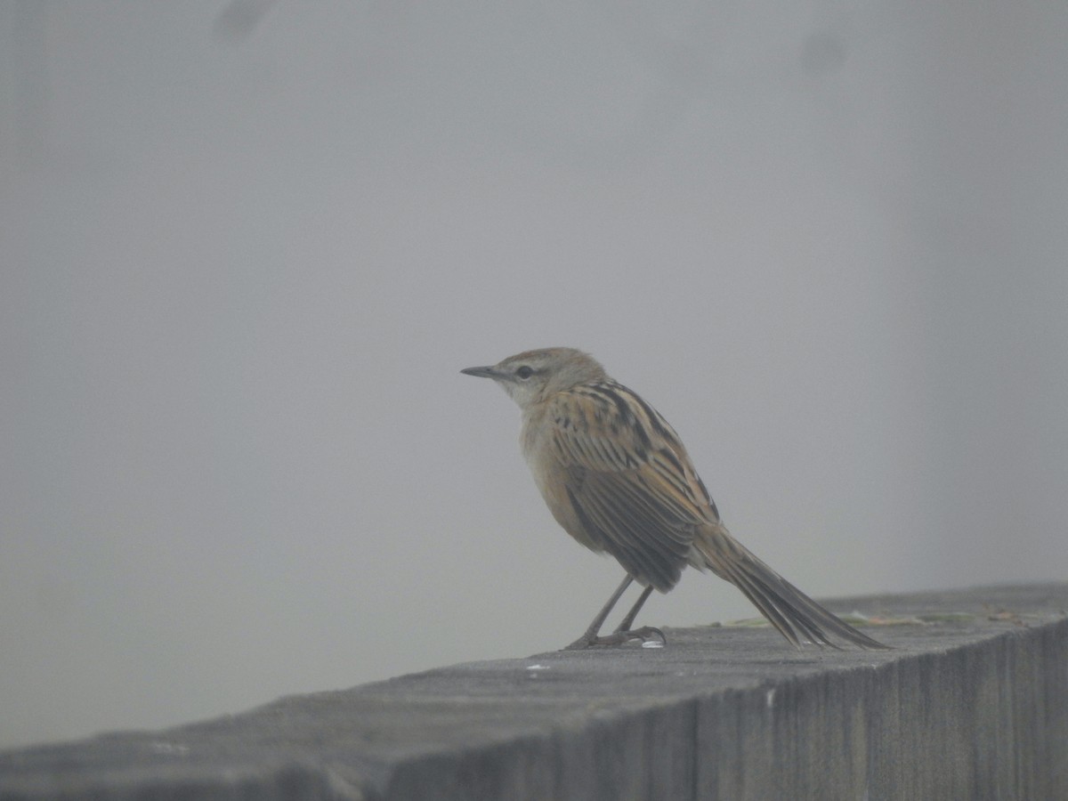 Striated Grassbird - Francis D'Souza