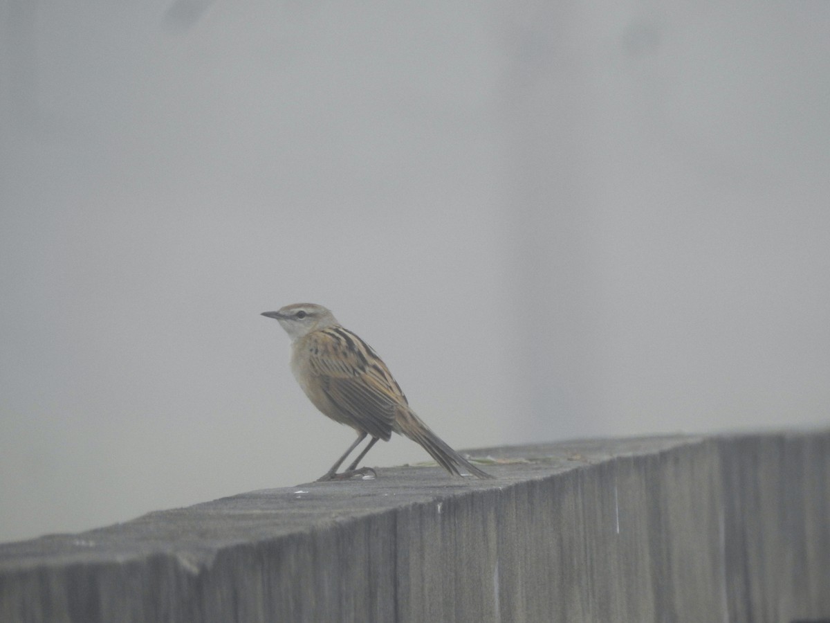 Striated Grassbird - Francis D'Souza