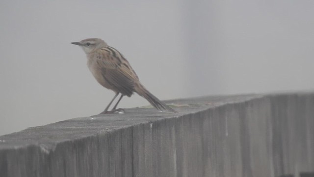 Striated Grassbird - ML612511443