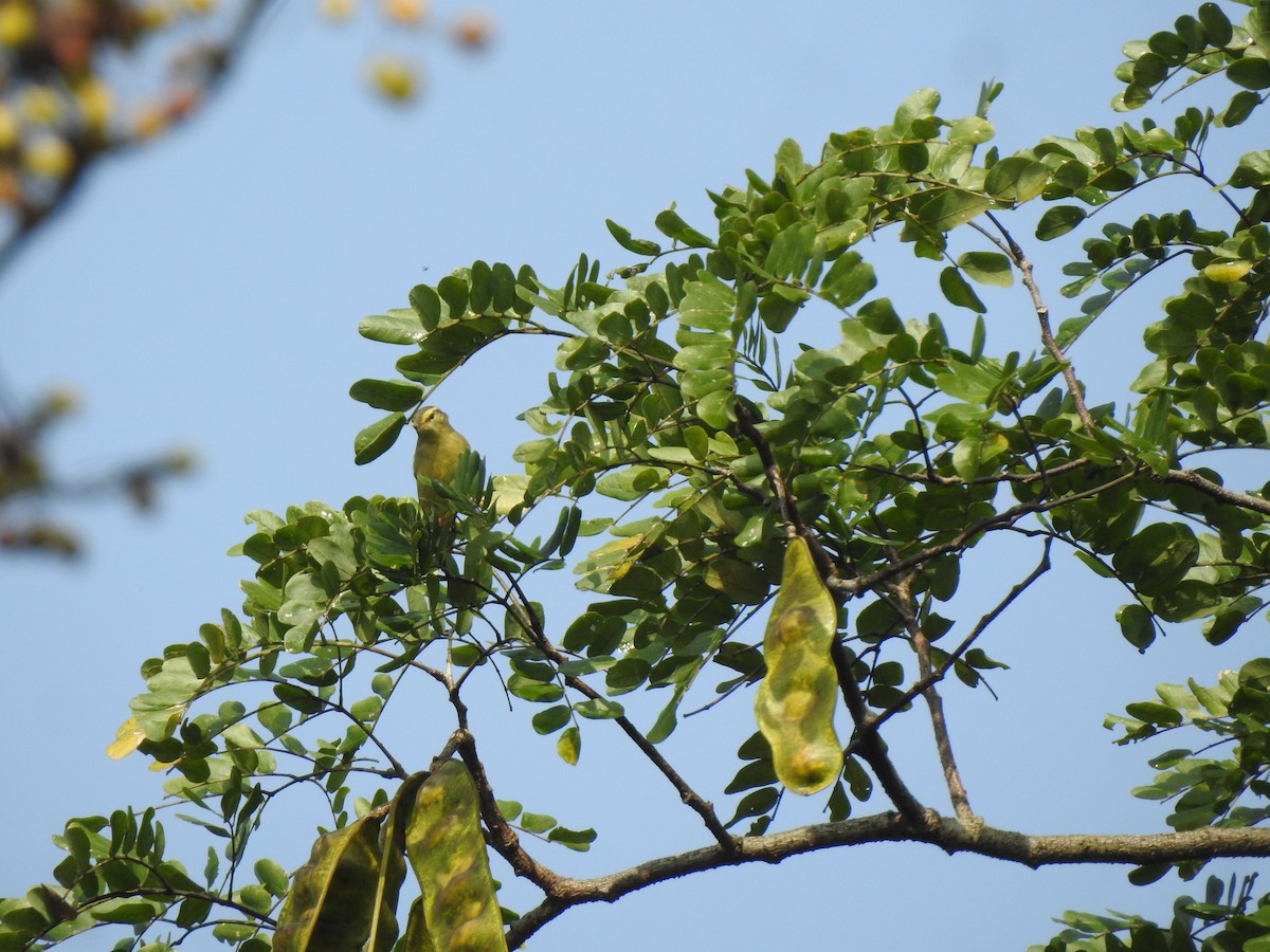 Tickell's Leaf Warbler - Francis D'Souza