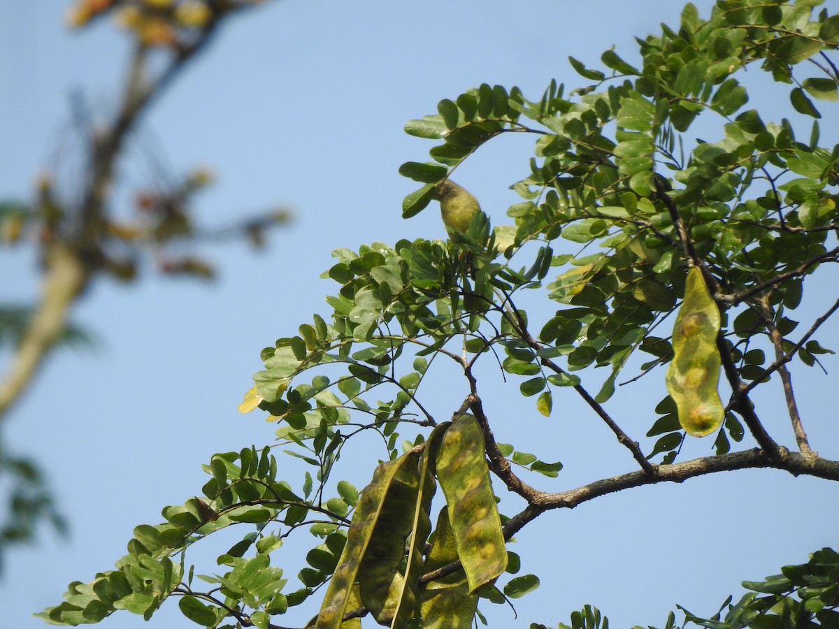 Tickell's Leaf Warbler - Francis D'Souza