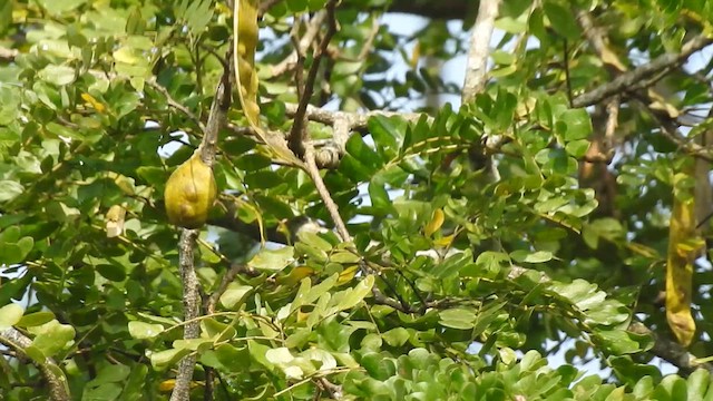 Tickell's Leaf Warbler - ML612511451