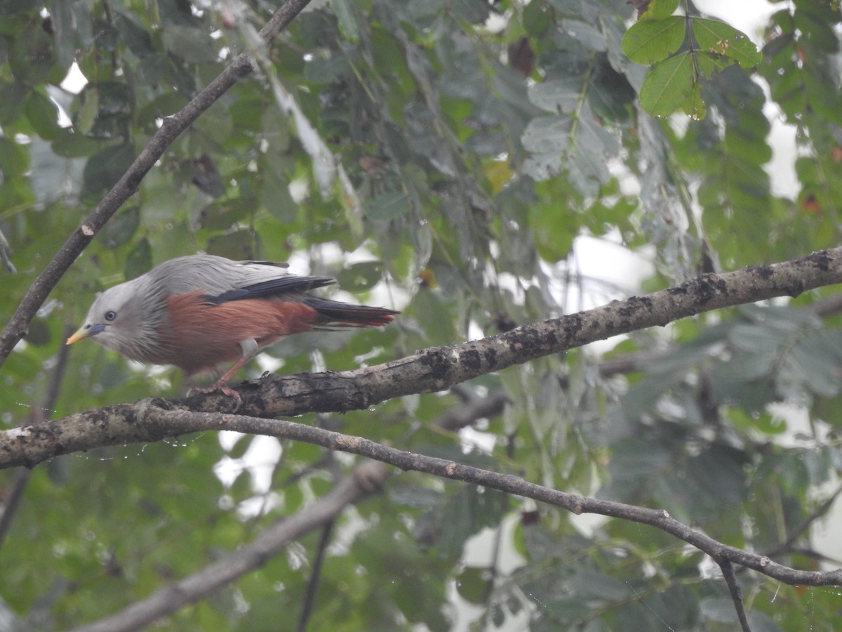 Chestnut-tailed Starling - Francis D'Souza