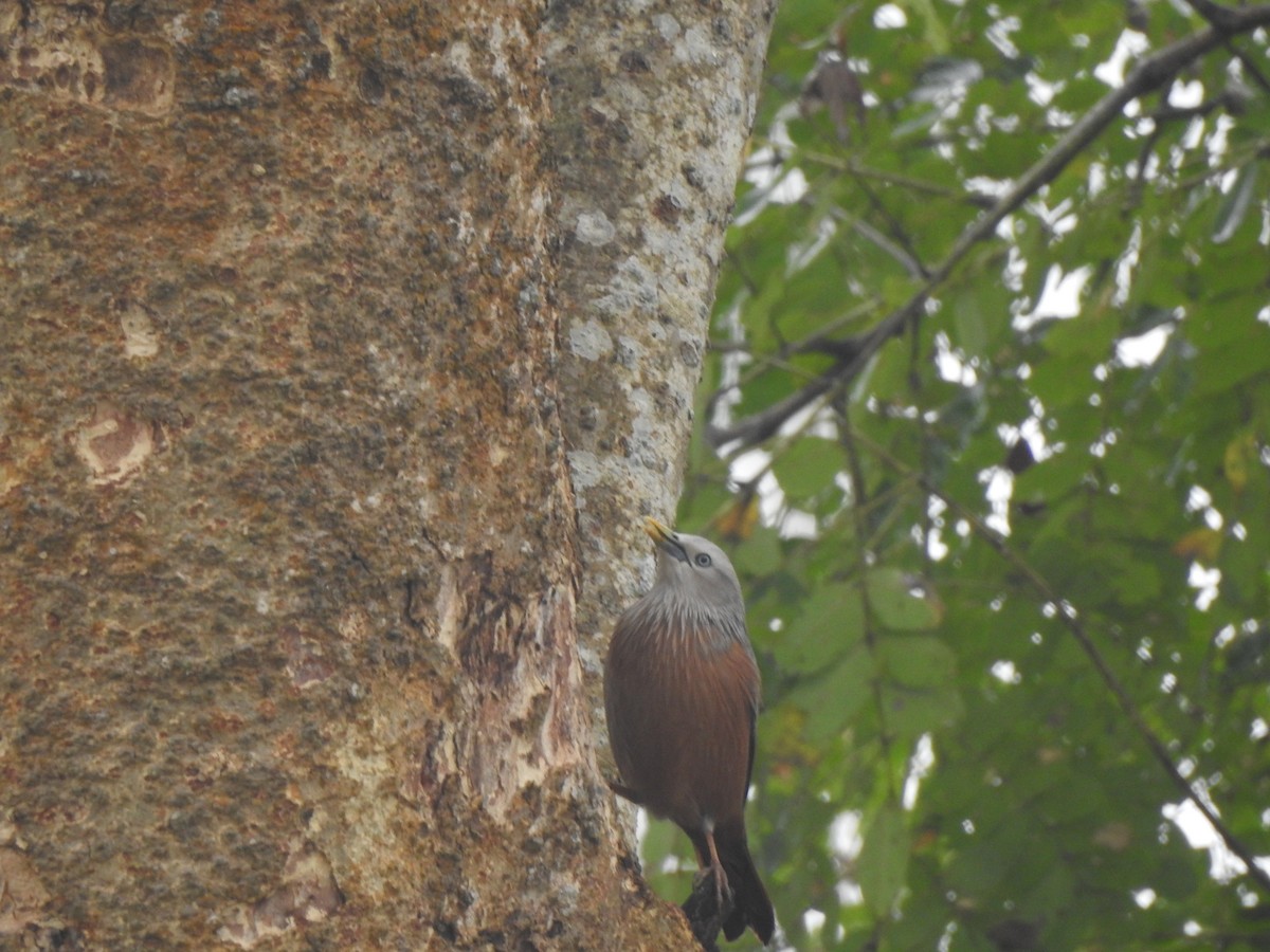 Chestnut-tailed Starling - ML612511456