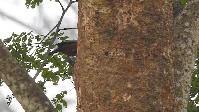 Chestnut-tailed Starling - ML612511460