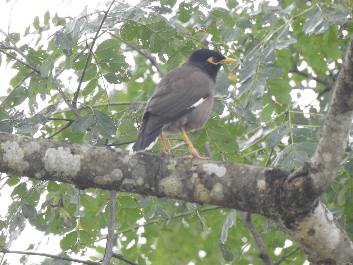 Common Myna - Francis D'Souza