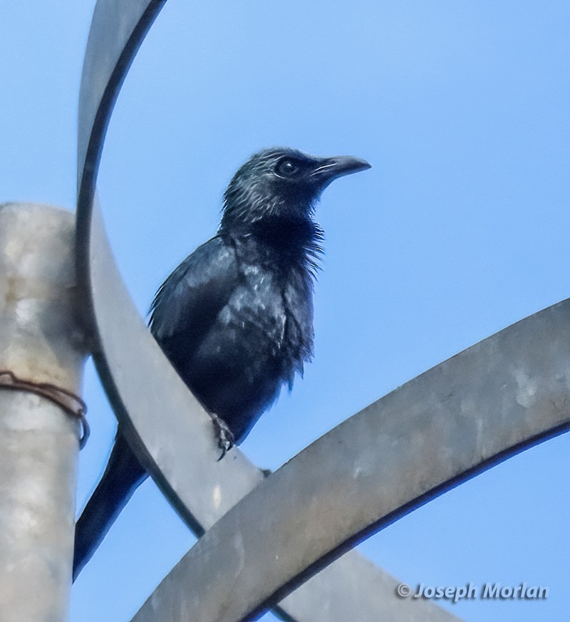 Moluccan Starling - ML612511464