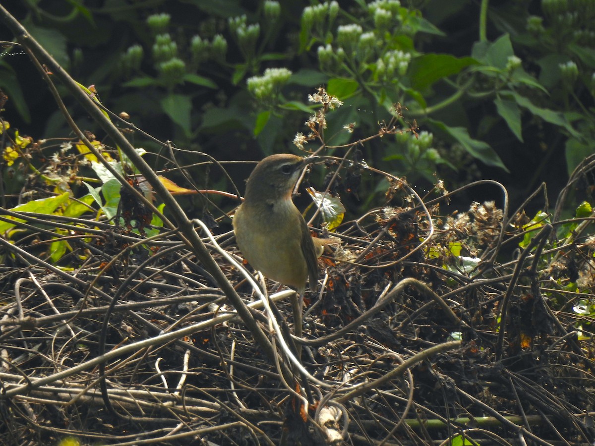 Siberian Rubythroat - ML612511465