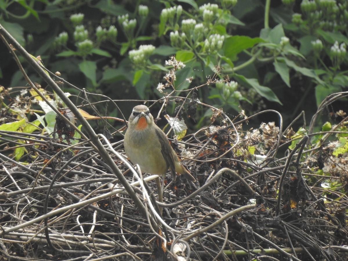 Siberian Rubythroat - ML612511466