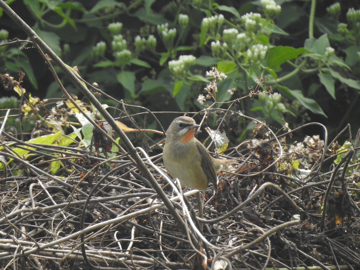 Siberian Rubythroat - ML612511467