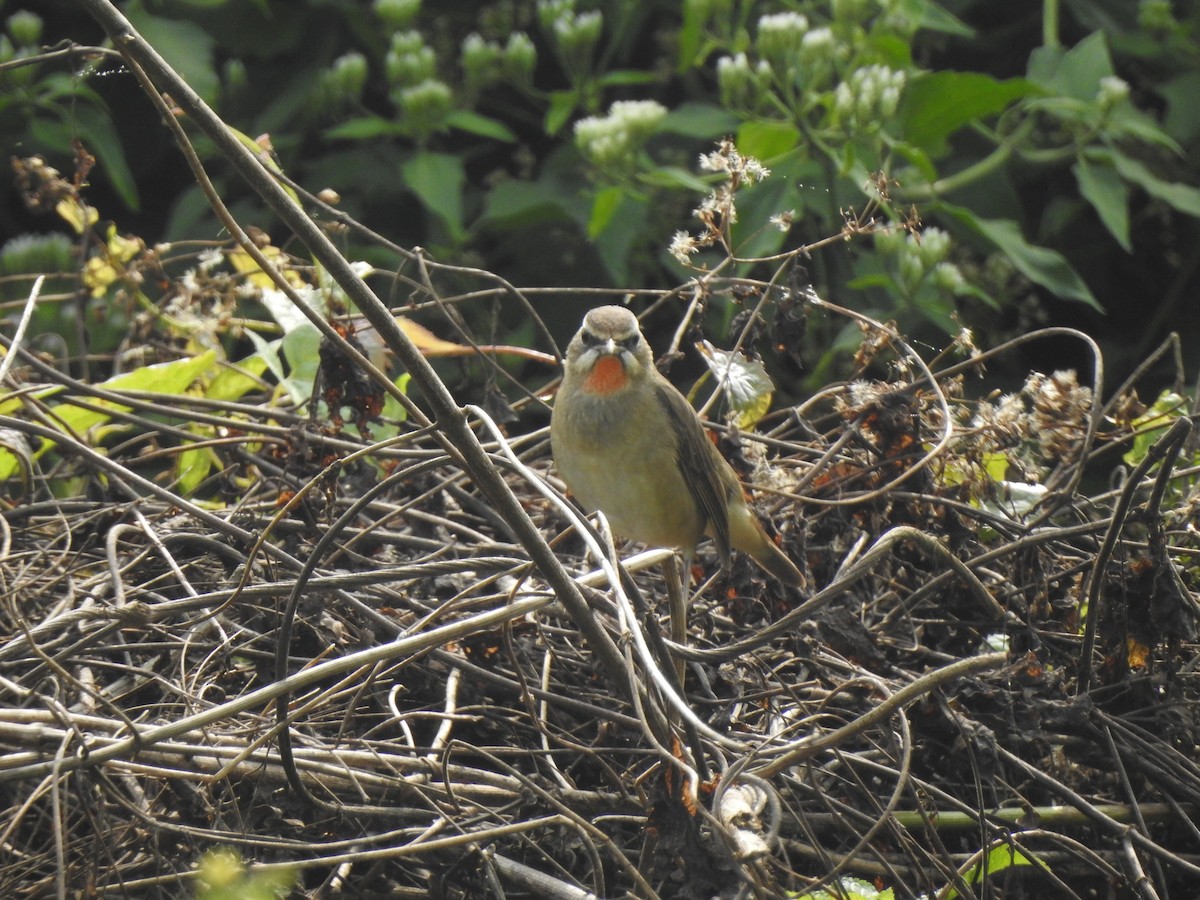 Siberian Rubythroat - ML612511468