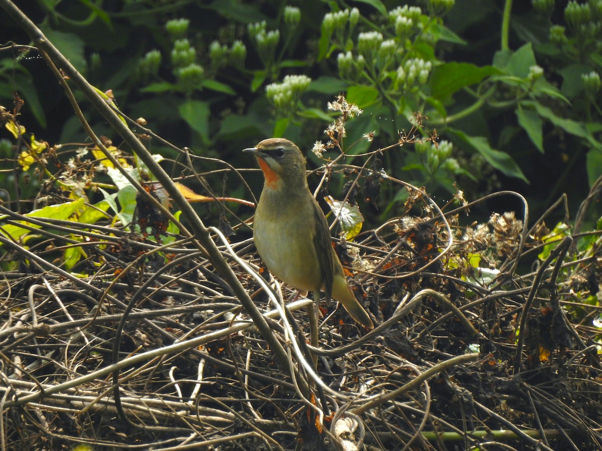 Siberian Rubythroat - ML612511469