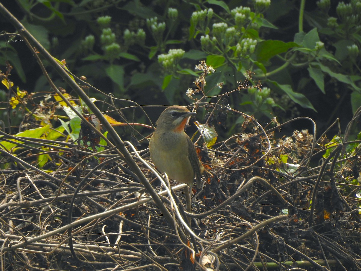 Siberian Rubythroat - Francis D'Souza