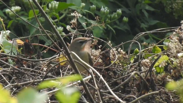 Siberian Rubythroat - ML612511472