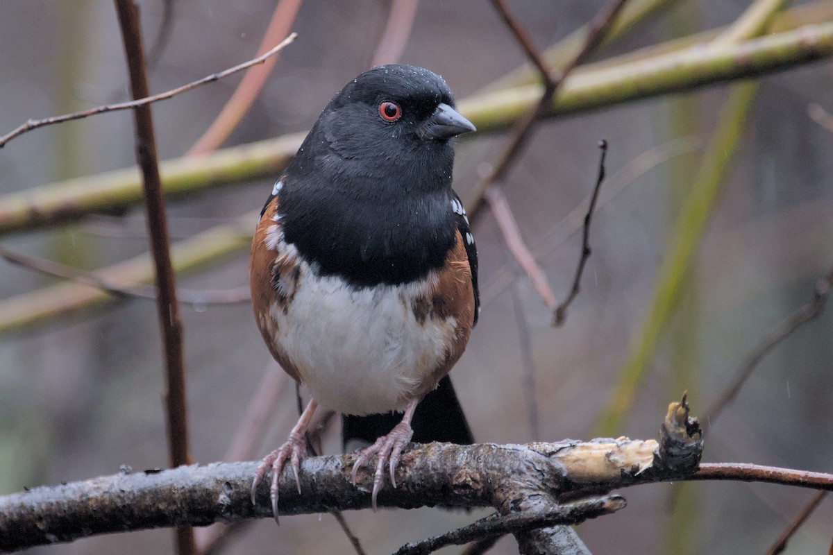 Spotted Towhee - ML612511480