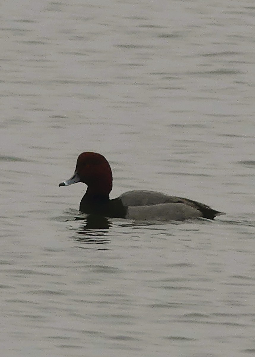 Redhead - ML612511507