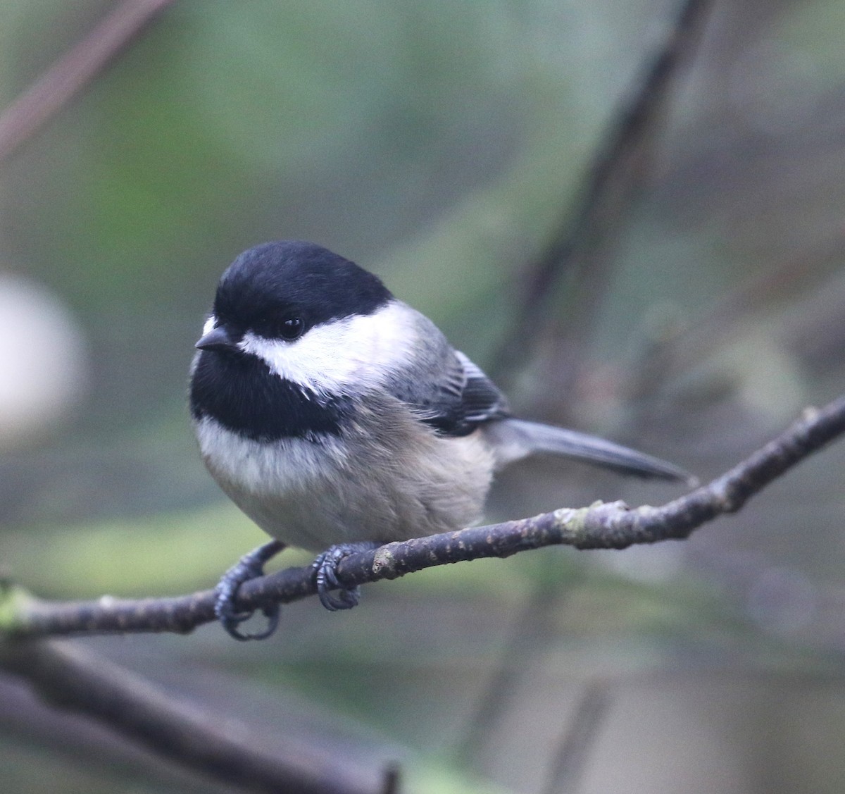 Black-capped Chickadee - ML612511523