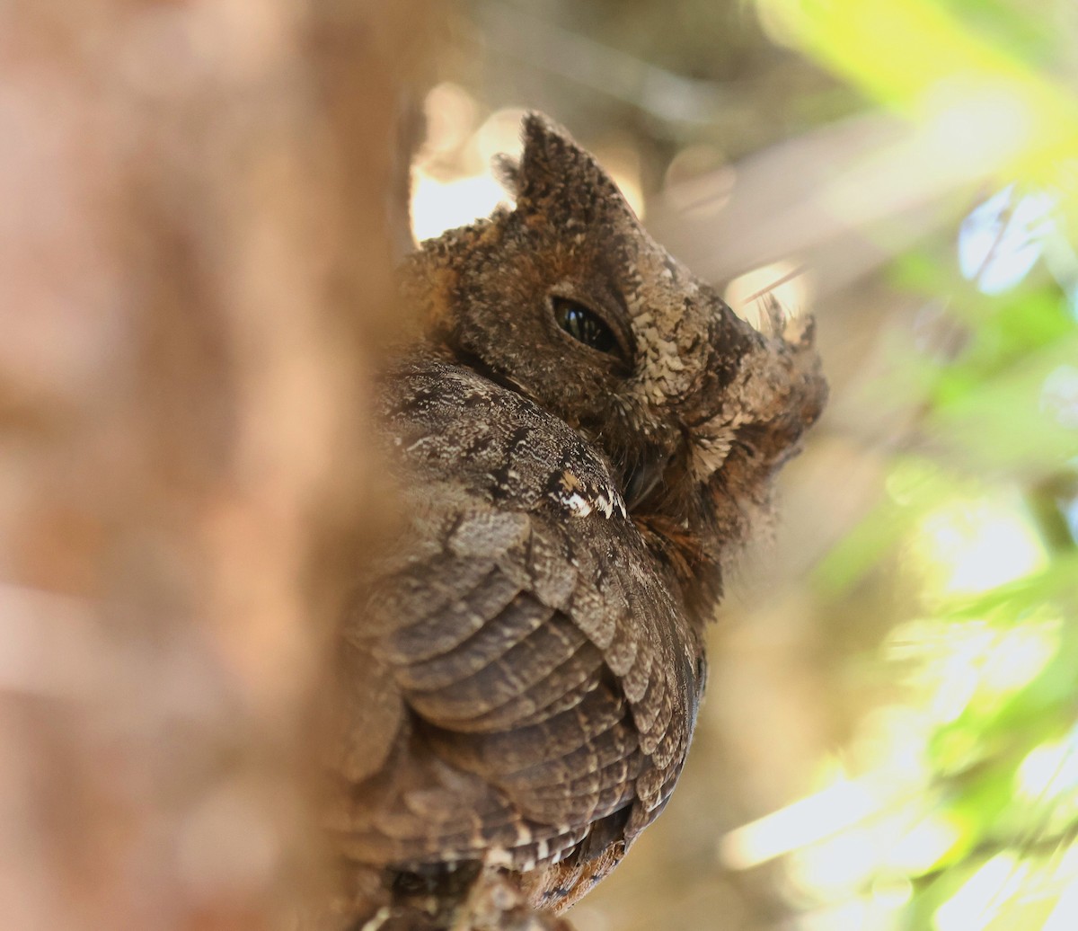 Madagascar Scops-Owl - P Vercruysse