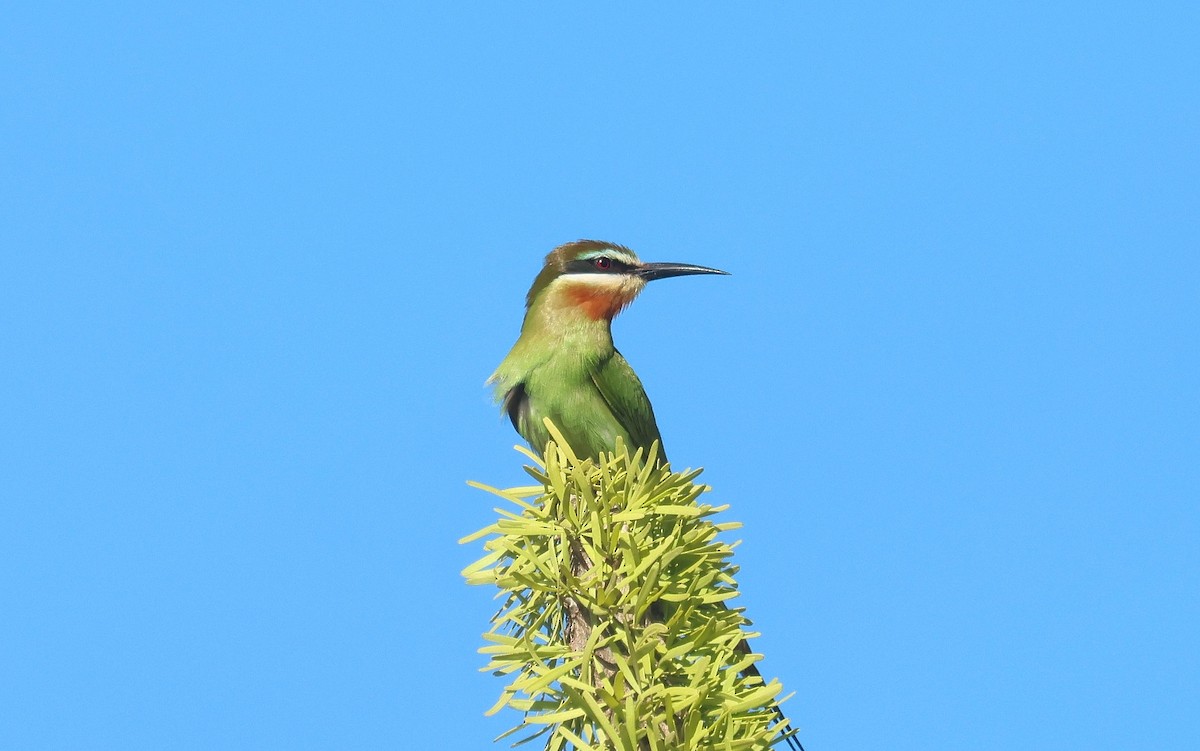 Madagascar Bee-eater - P Vercruysse