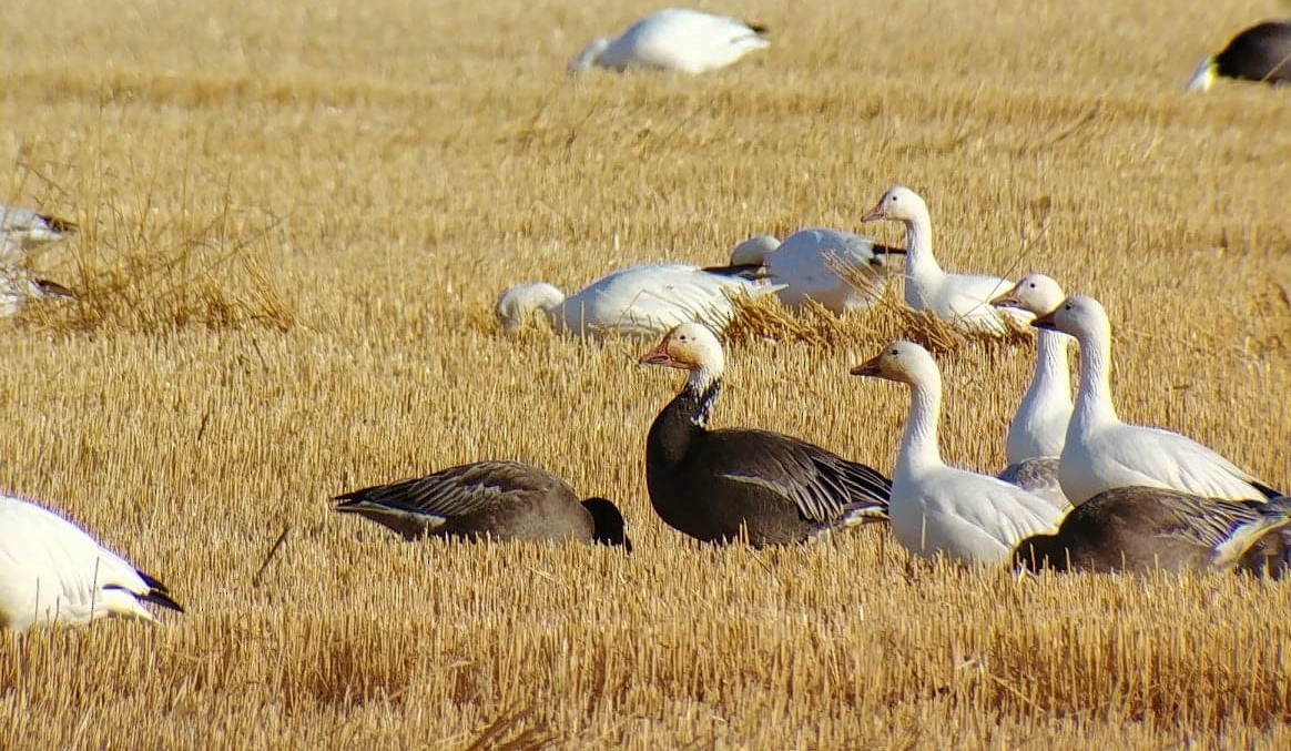 Snow Goose - ML612511656