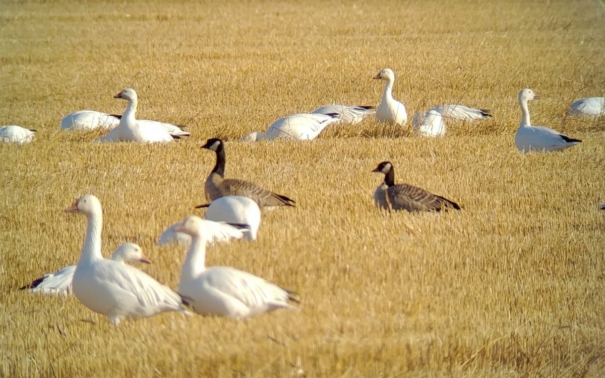 Cackling Goose - ML612511693