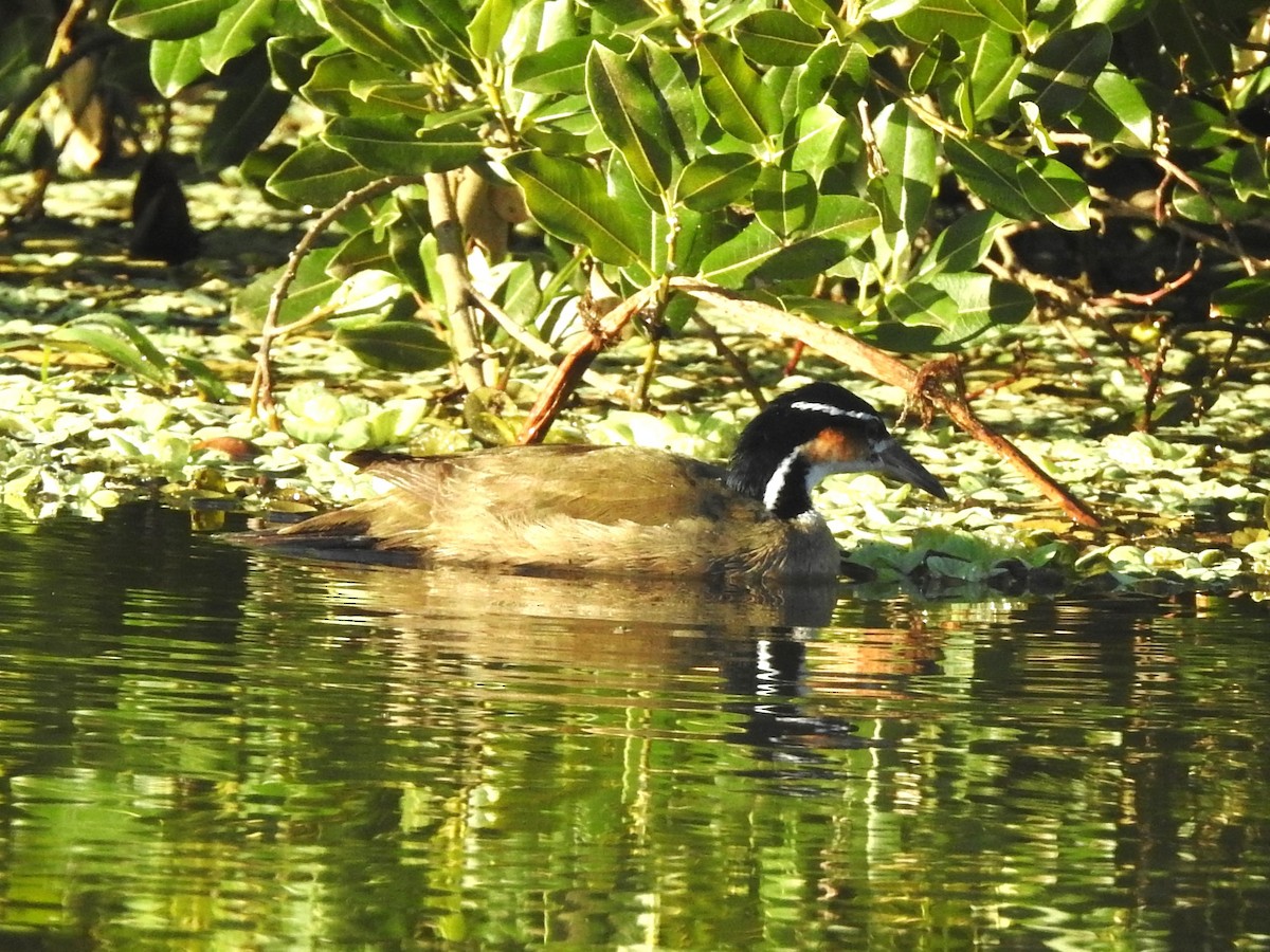 Sungrebe - ML612511795