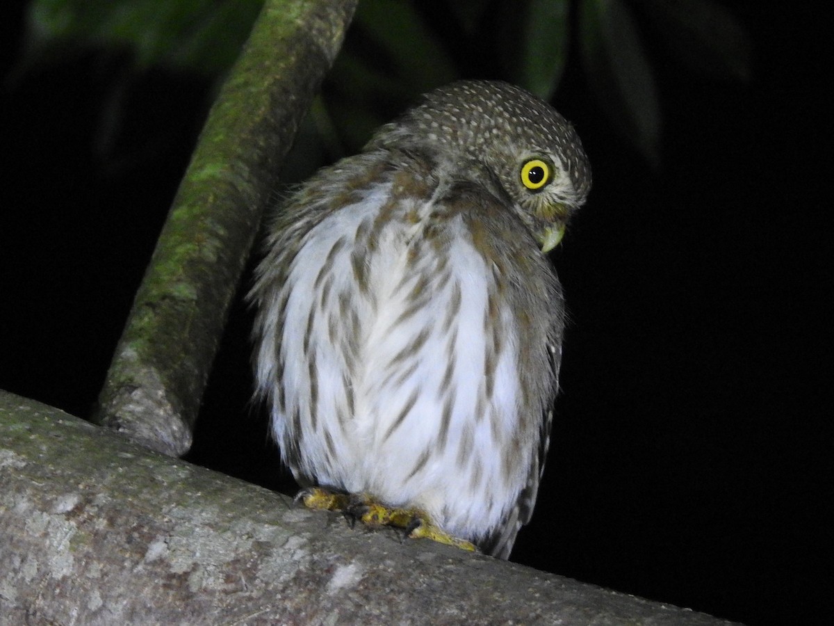Ferruginous Pygmy-Owl - Oliver Simms