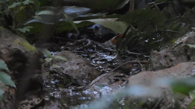 Pale-chinned Flycatcher - ML612511836