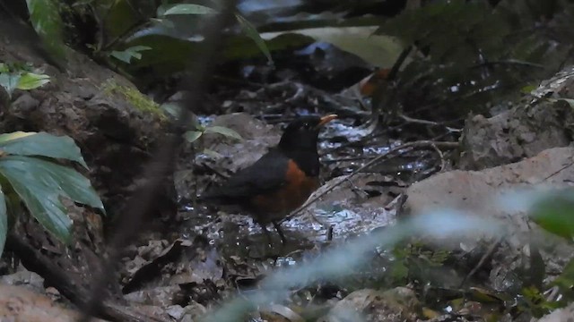 Black-breasted Thrush - ML612511841