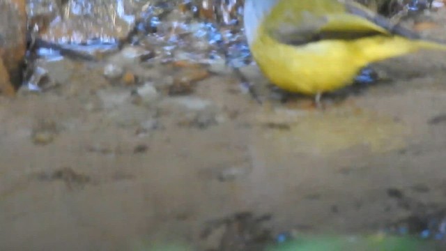 Gray-headed Canary-Flycatcher - ML612511853