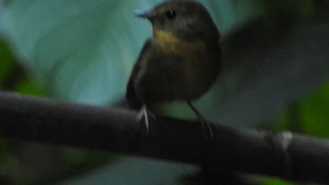 Snowy-browed Flycatcher - ML612511884