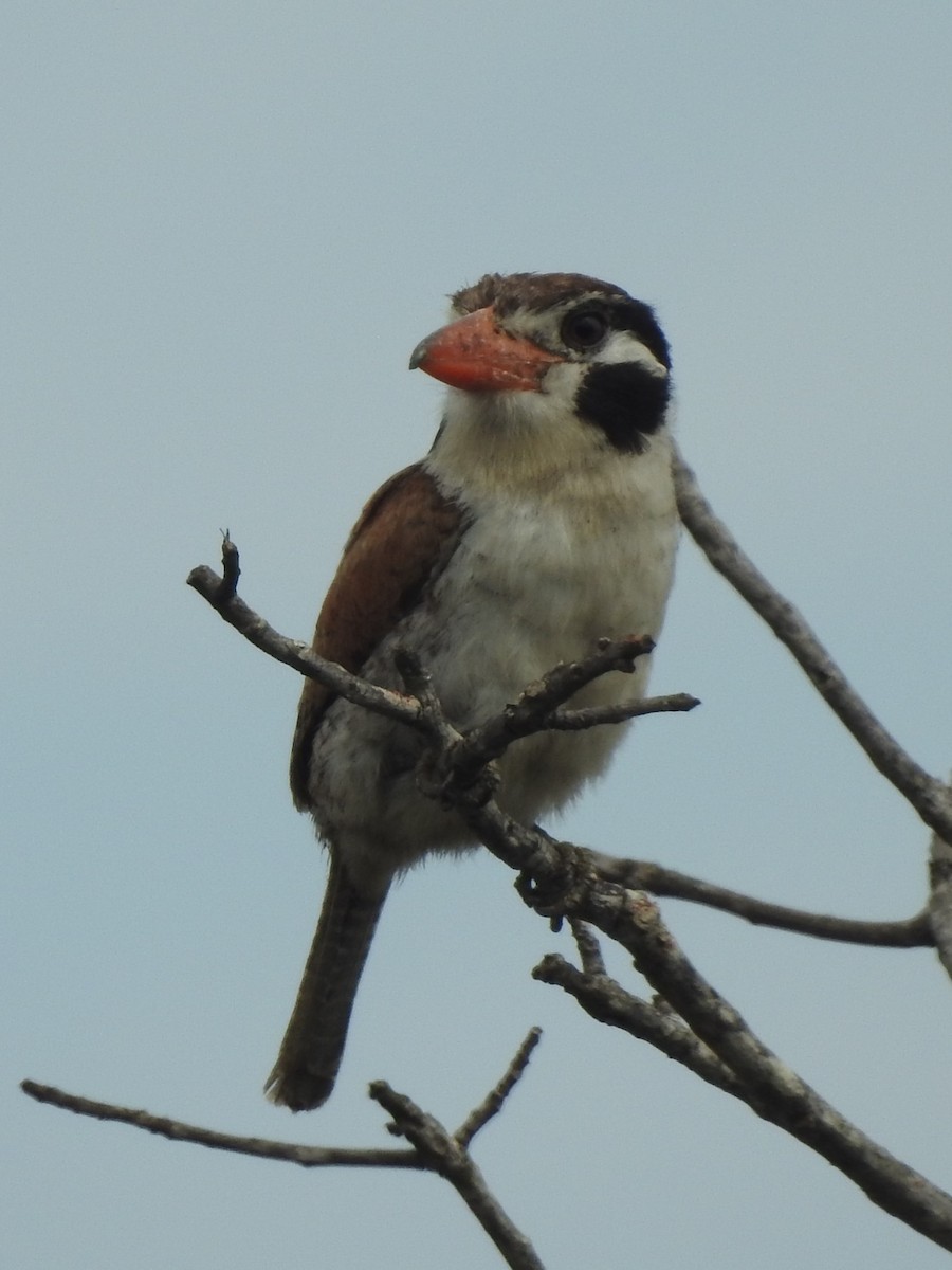 White-eared Puffbird - ML612512007