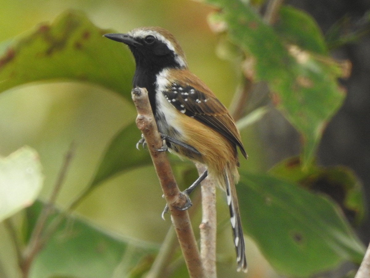 Rusty-backed Antwren - ML612512019