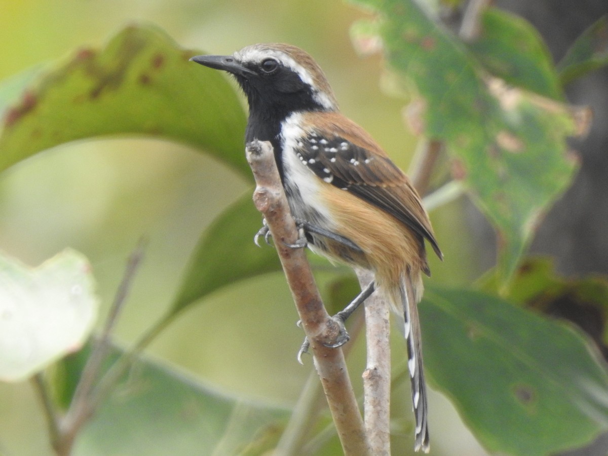 Rusty-backed Antwren - ML612512020