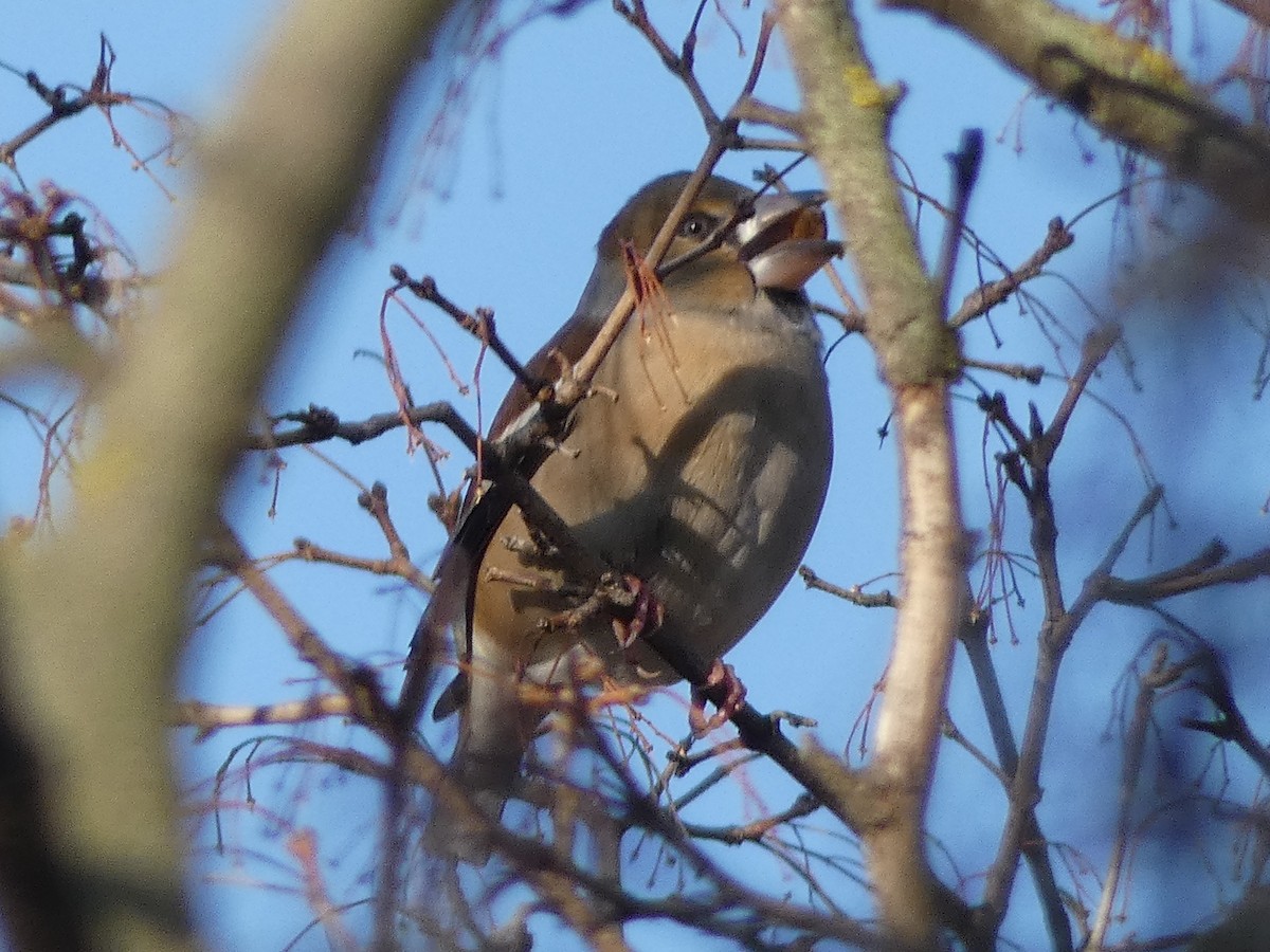 Hawfinch - ML612512023