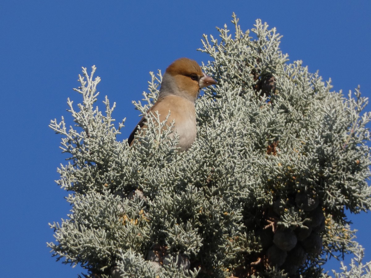 Hawfinch - ML612512028