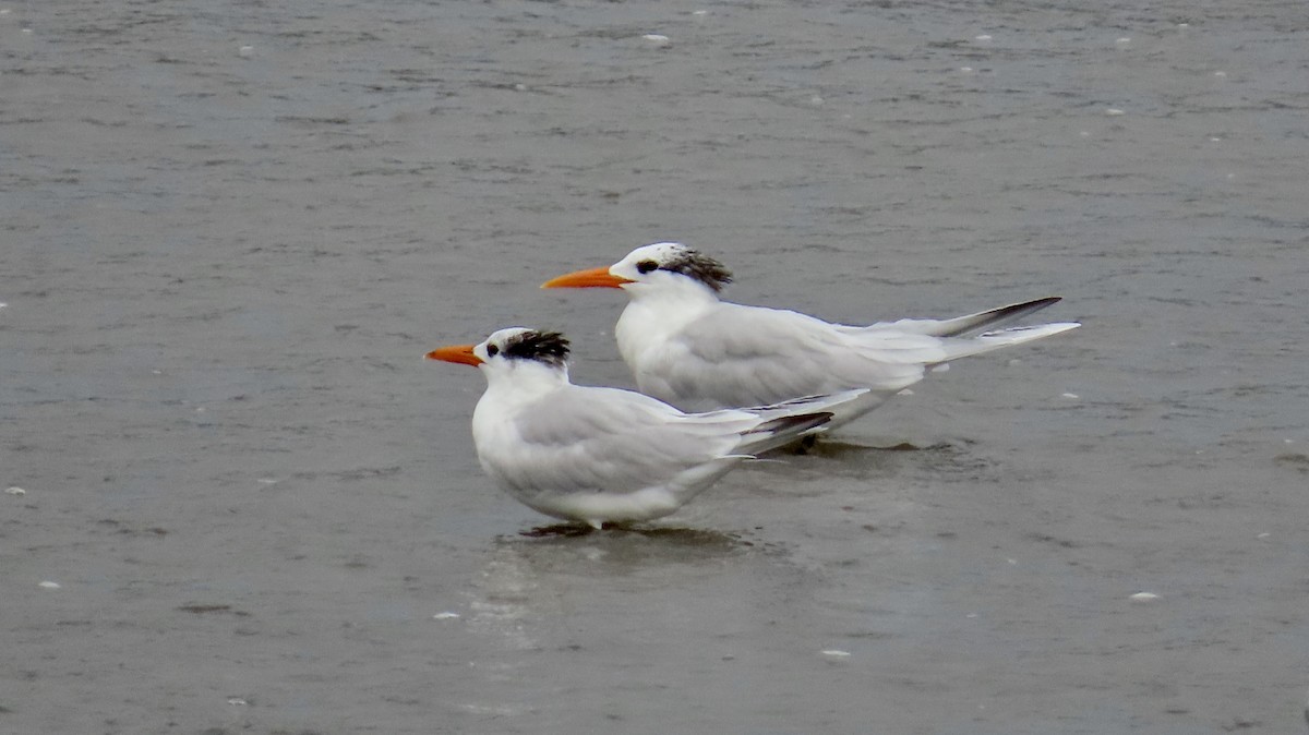 Royal Tern - ML612512035