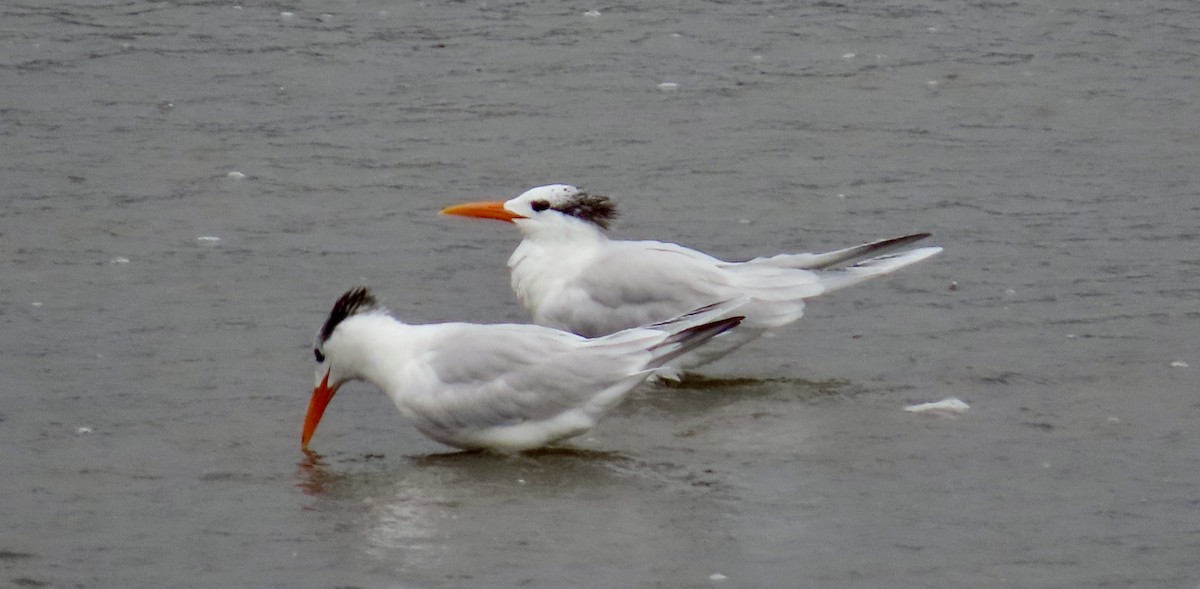 Royal Tern - ML612512043