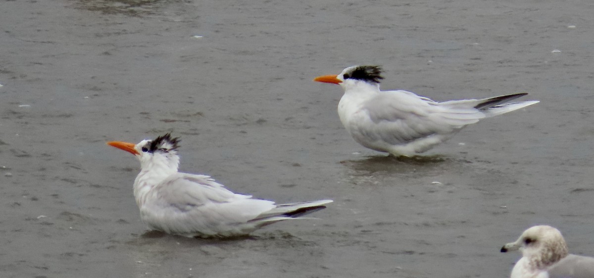 Royal Tern - ML612512044