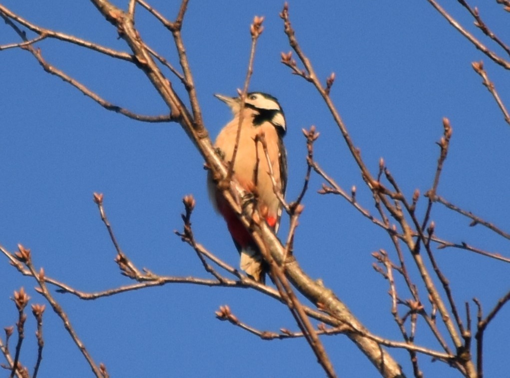 Great Spotted Woodpecker - ML612512109