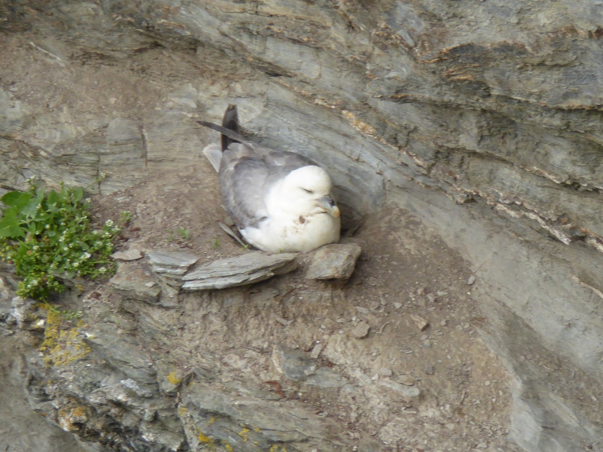 Northern Fulmar - ML612512123